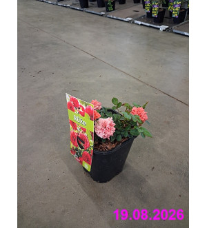 Rosa 'Limesglut' C 1,4 L